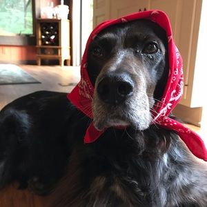 Meet your Posher, Cheryl